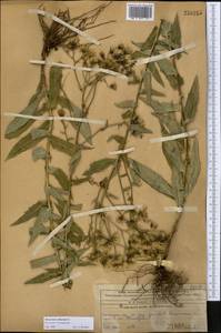 Hieracium robustum Fr., Middle Asia, Western Tian Shan & Karatau (M3) (Kazakhstan)