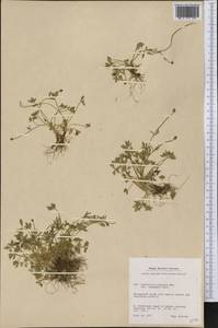 Ranunculus pygmaeus Wahlenb., America (AMER) (Greenland)