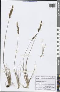 Calamagrostis holmii Lange, Siberia, Central Siberia (S3) (Russia)