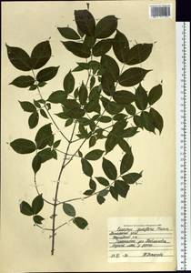 Euonymus verrucosus Scop., Siberia, Russian Far East (S6) (Russia)