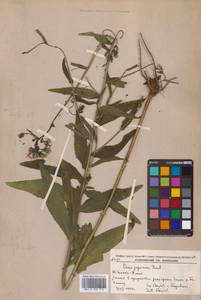 Picris japonica subsp. japonica, Siberia, Russian Far East (S6) (Russia)
