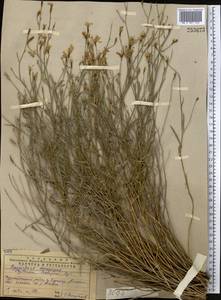 Cylindrocarpa sewerzowii (Regel) Regel, Middle Asia, Western Tian Shan & Karatau (M3) (Kazakhstan)