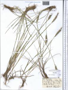 Agropyron, Middle Asia, Northern & Central Tian Shan (M4) (Kyrgyzstan)