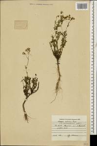 Senecio glaucus subsp. coronopifolius (Maire) C. Alexander, Caucasus, North Ossetia, Ingushetia & Chechnya (K1c) (Russia)