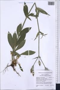 Silene noctiflora L., Middle Asia, Western Tian Shan & Karatau (M3) (Kyrgyzstan)