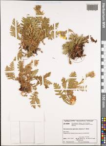 Geum glaciale Adams ex Fisch., Siberia, Central Siberia (S3) (Russia)