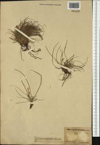 Carex humilis Leyss., Western Europe (EUR) (Poland)