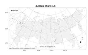Juncus ensifolius Wikstr., Atlas of the Russian Flora (FLORUS) (Russia)