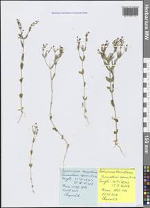 Centaurium tenuiflorum (Hoffmanns. & Link) Fritsch, Crimea (KRYM) (Russia)