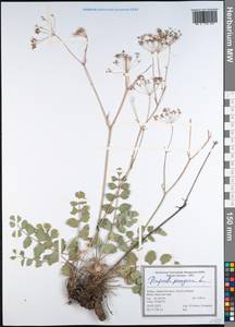 Pimpinella peregrina L., South Asia, South Asia (Asia outside ex-Soviet states and Mongolia) (ASIA) (Turkey)