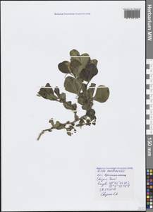 Vicia narbonensis L., Crimea (KRYM) (Russia)