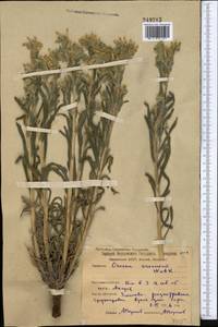 Onosma borysthenica Klokov, Middle Asia, Northern & Central Kazakhstan (M10) (Kazakhstan)
