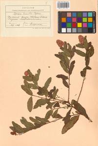 Spiraea salicifolia L., Siberia, Russian Far East (S6) (Russia)