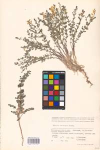 MHA 0 159 175, Linaria cretacea Fisch. ex Spreng., Eastern Europe, Lower Volga region (E9) (Russia)