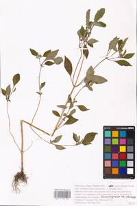 MHA 0 158 522, Elsholtzia ciliata (Thunb.) Hyl., Eastern Europe, Central forest-and-steppe region (E6) (Russia)