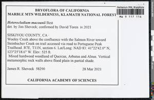 Heterocladium macounii Best, Bryophytes, Bryophytes - America (BAm) (United States)