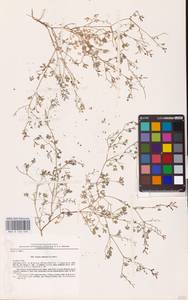 Fumaria schleicheri Soy.-Will., Eastern Europe, South Ukrainian region (E12) (Ukraine)