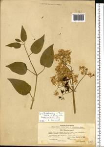 Clematis recta L., Eastern Europe, Middle Volga region (E8) (Russia)