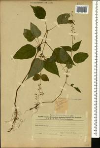 Circaea lutetiana L., Caucasus, Azerbaijan (K6) (Azerbaijan)