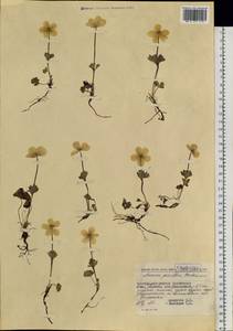 Anemone parviflora Michx., Siberia, Chukotka & Kamchatka (S7) (Russia)
