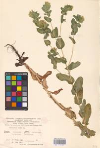 MHA 0 153 831, Cerinthe minor L., Eastern Europe, North Ukrainian region (E11) (Ukraine)