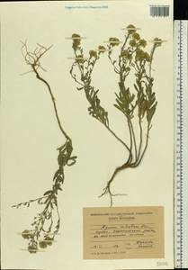Alyssum rostratum Steven, Eastern Europe, Moldova (E13a) (Moldova)