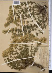 Dracocephalum nodulosum Rupr., Middle Asia, Northern & Central Tian Shan (M4) (Kyrgyzstan)