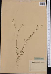 Silene gracilis (Tolm.) comb. ined., Western Europe (EUR) (Not classified)