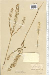 Thlaspi ceratocarpum (Pall.) Murray, Middle Asia, Northern & Central Kazakhstan (M10) (Kazakhstan)