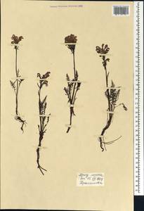 Pedicularis sudetica Willd., Siberia, Western Siberia (S1) (Russia)