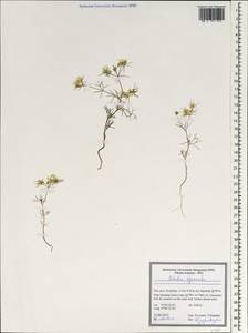 Artedia squamata L., South Asia, South Asia (Asia outside ex-Soviet states and Mongolia) (ASIA) (Iran)