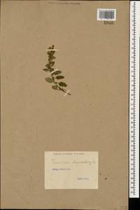 Teucrium chamaedrys L., Caucasus (no precise locality) (K0)