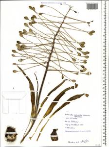 Bellevalia speciosa Woronow ex Grossh., Caucasus, Black Sea Shore (from Novorossiysk to Adler) (K3) (Russia)