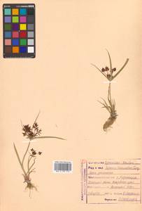 Cyperus orthostachyus Franch. & Sav., Siberia, Russian Far East (S6) (Russia)