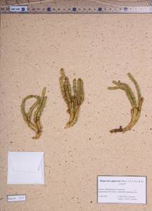 Huperzia selago subsp. appressa (La Pylaie ex Desv.) D.Löve, Siberia, Baikal & Transbaikal region (S4) (Russia)
