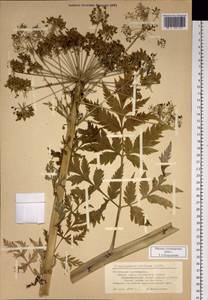 Pleurospermum uralense Hoffm., Siberia, Altai & Sayany Mountains (S2) (Russia)