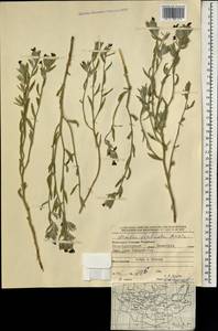Arnebia fimbriata Maxim., Mongolia (MONG) (Mongolia)