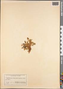 Viola, Middle Asia, Pamir & Pamiro-Alai (M2) (Tajikistan)