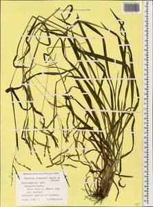 Paspalum thunbergii Kunth ex Steud., Caucasus, Black Sea Shore (from Novorossiysk to Adler) (K3) (Russia)