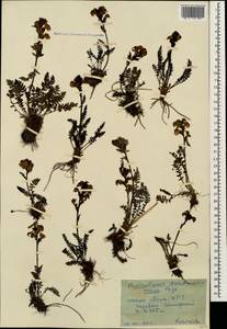 Pedicularis nordmanniana Bunge, Caucasus, Krasnodar Krai & Adygea (K1a) (Russia)