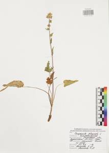 Campanula glomerata L., Eastern Europe, Central region (E4) (Russia)