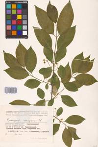 Euonymus europaeus L., Eastern Europe, Lower Volga region (E9) (Russia)