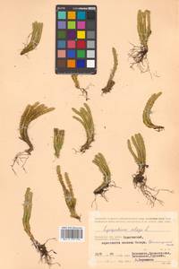 Huperzia selago subsp. appressa (Bach. Pyl. ex Desv.) D. Löve, Siberia, Chukotka & Kamchatka (S7) (Russia)