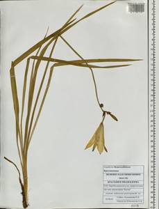 Hemerocallis middendorffii Trautv. & C.A.Mey., Siberia, Russian Far East (S6) (Russia)