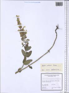 Nepeta bodeana Bunge, South Asia, South Asia (Asia outside ex-Soviet states and Mongolia) (ASIA) (Iran)