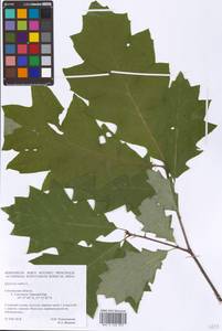 Quercus rubra L., Eastern Europe, Western region (E3) (Russia)