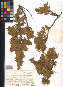 Juniperus communis L., Eastern Europe, Northern region (E1) (Russia)