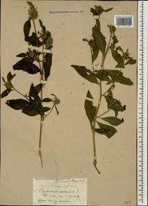 Carpesium cernuum L., Caucasus, Krasnodar Krai & Adygea (K1a) (Russia)