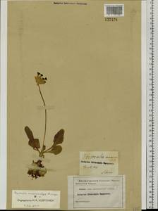 Primula veris subsp. macrocalyx (Bunge) Lüdi, Siberia (no precise locality) (S0) (Russia)