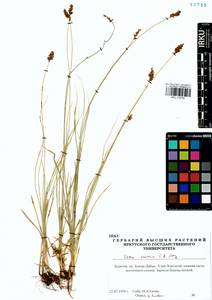 Carex enervis C.A.Mey., Siberia, Baikal & Transbaikal region (S4) (Russia)